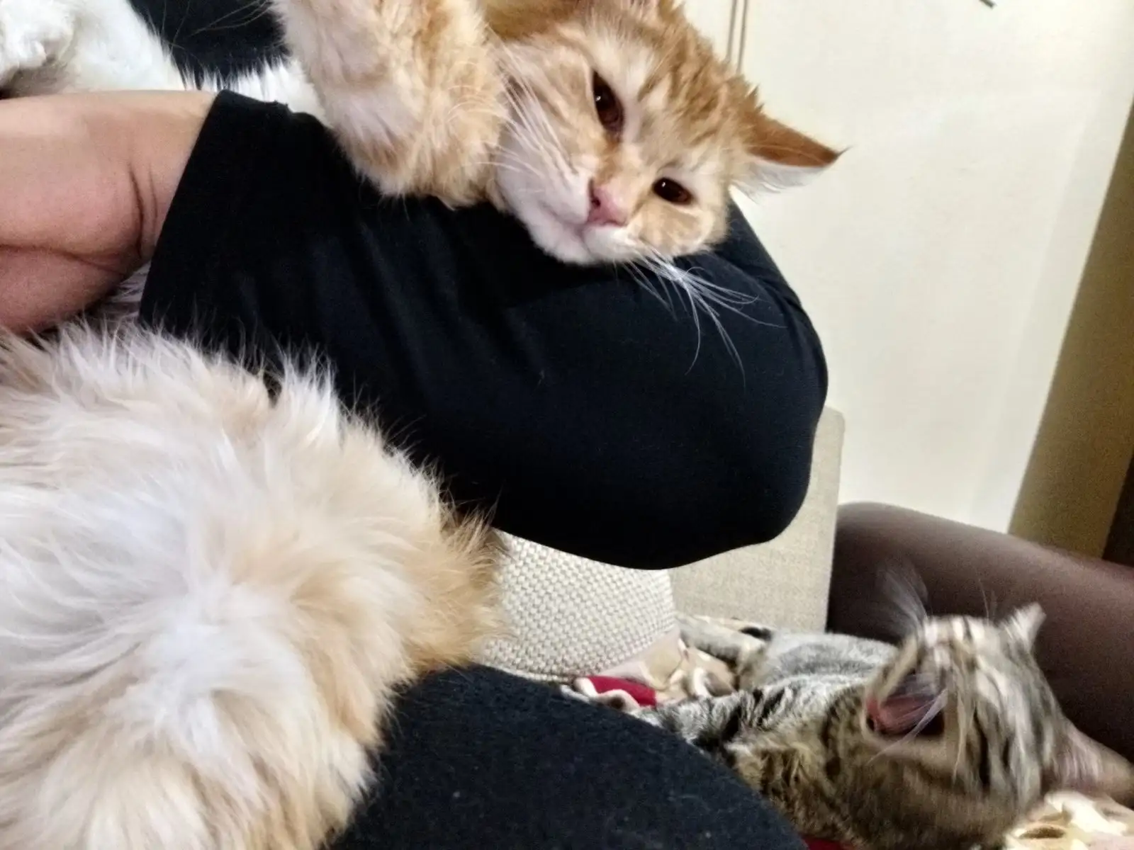 20190209_214408.webp
