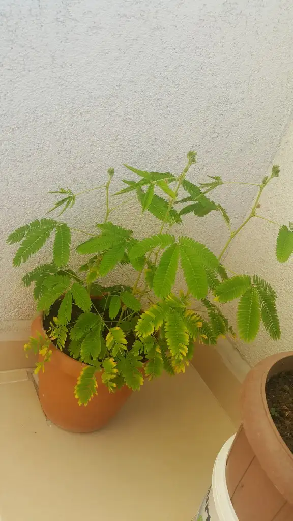 20200823_184444.webp
