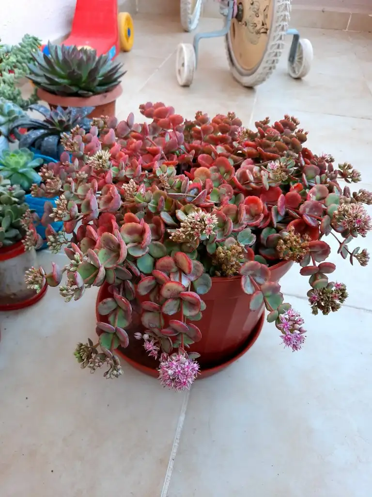 20201105_082954.jpg