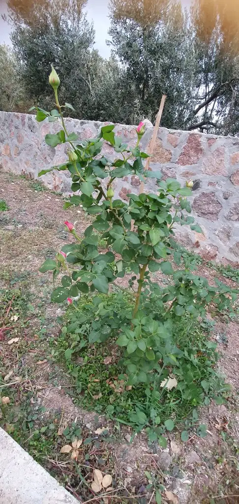 20201118_173907.webp