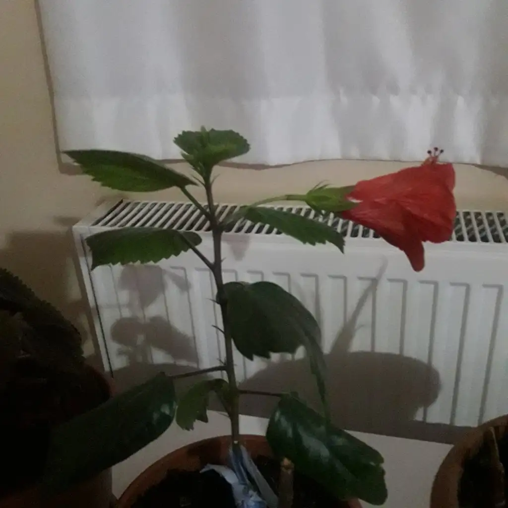 20201226_215611.webp
