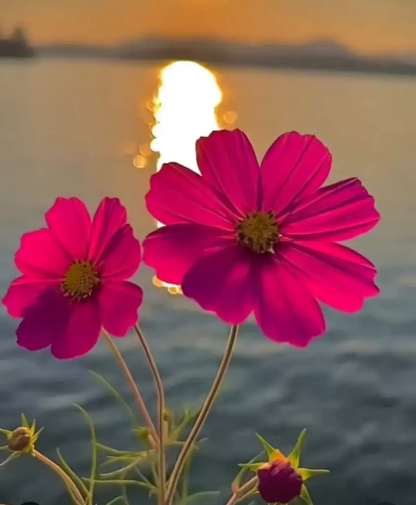 20240711_074821.webp