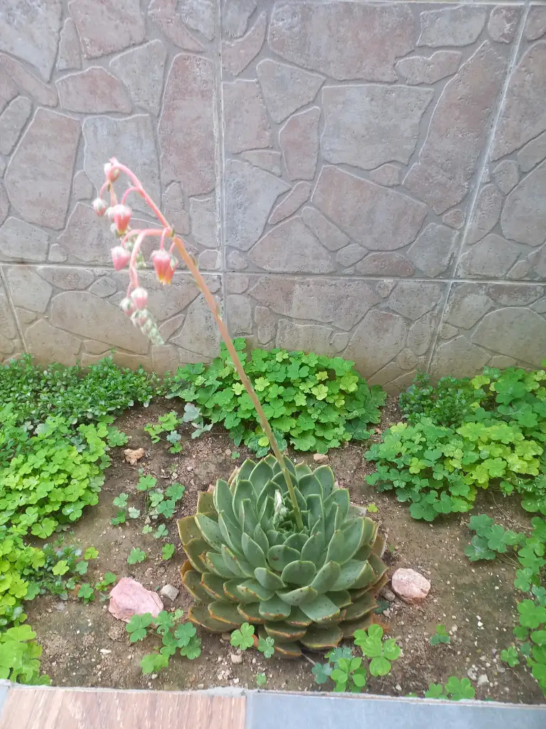20250429_173314.webp