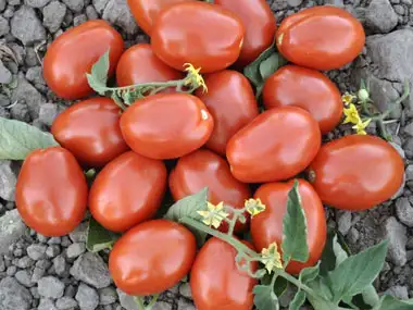 21600_1.webp
