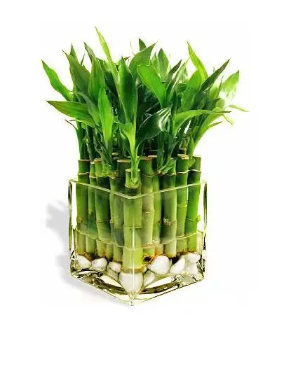 22-11-2013-12-37-36bambu.webp