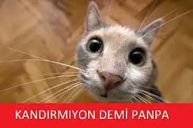 23641-en-komik-kedi-capsleri-56828cec83307.webp