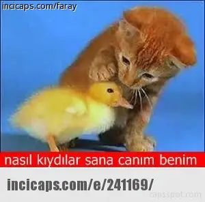 241169.webp