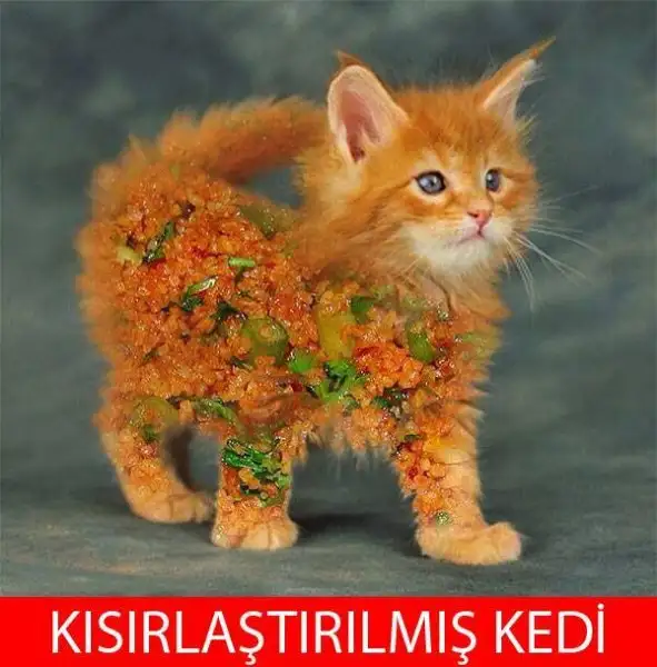 243759.webp