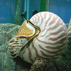 244px-Nautilus.webp