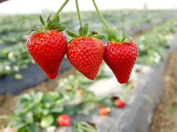 266616_cover.webp