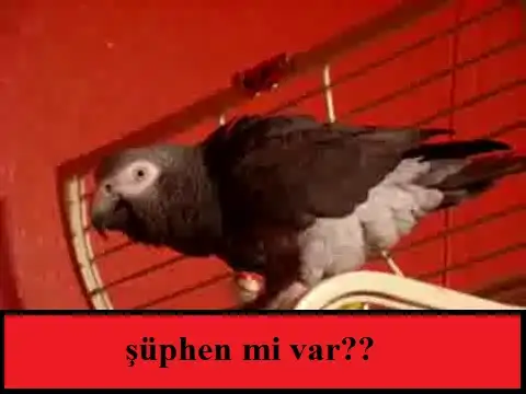 28634-rockci_gibi_kafa_sallayan_papagan-01.webp