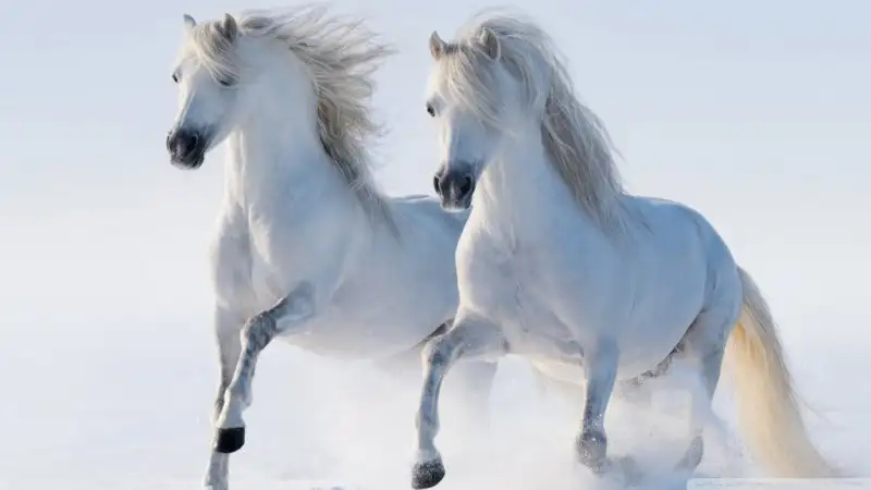 2_horses-wallpaper-1024x576.webp