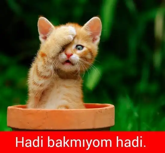 2ad2e6dd829cdd3bd95c651f571d8e46.webp