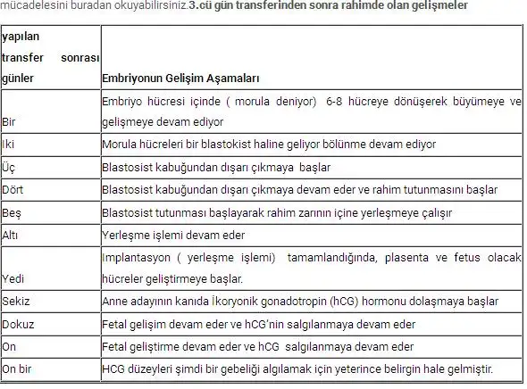 3. gün embr.webp