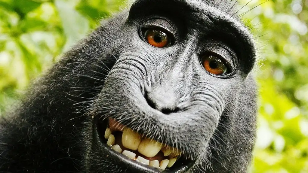 3034115-poster-p-1-the-monkey-selfie-question.webp