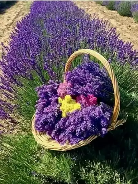 34ff446f_o.webp