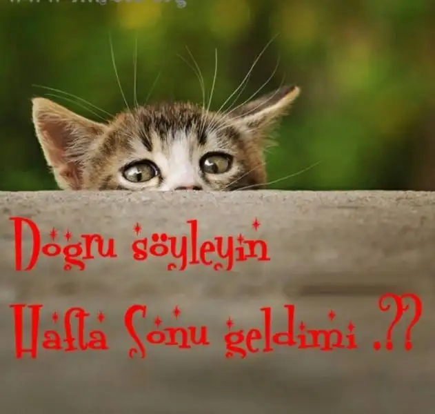 361743.webp