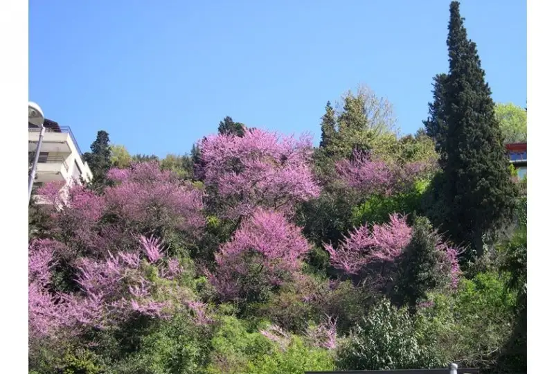 37365_16.webp