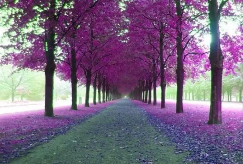 37365_17.webp
