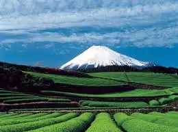 4.webp