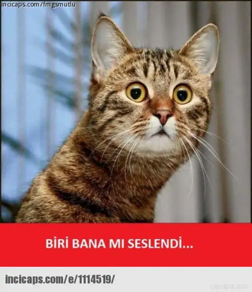 4c6a1fb24e24458b.webp