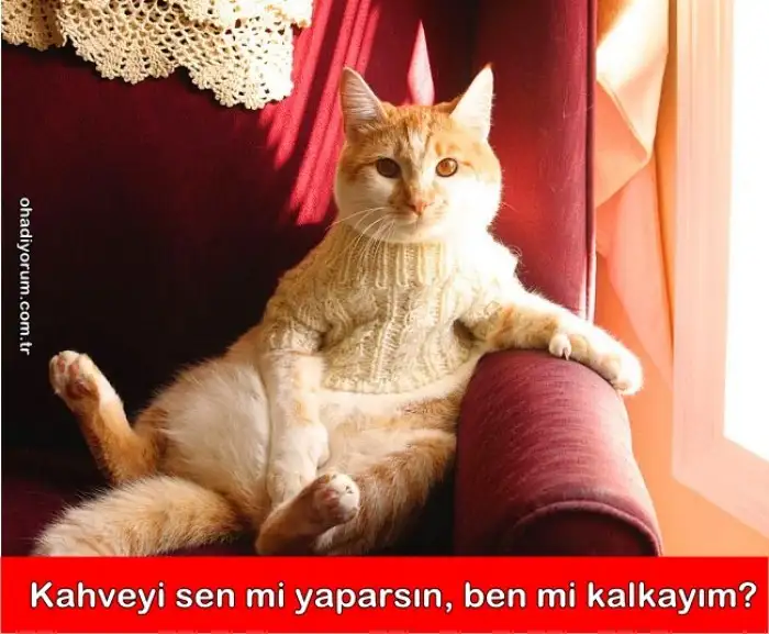 541fd47be9fc740d178b269e.webp