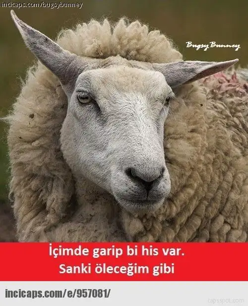 55fdc04d61361f09c42ee7cc.webp