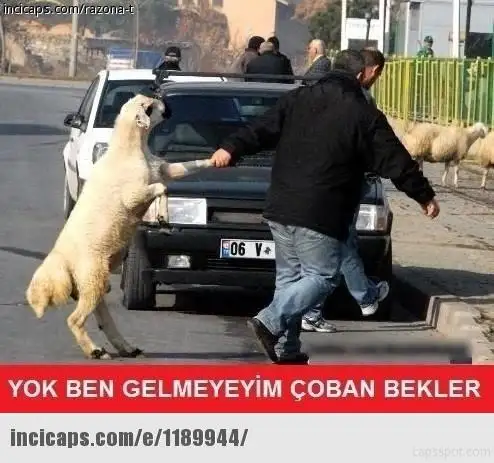 55fdc11161361f09c42ee7d0.webp