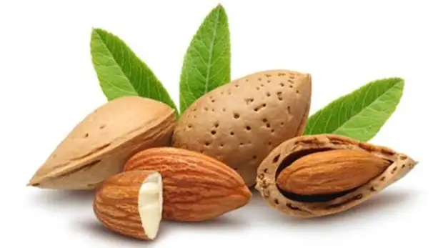 6-beyin-yaslanmasini-bademle-durdurun,6WobasL18kuDphnng2VZLw.webp