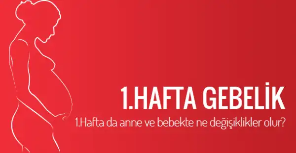 600px-1-haftalik-gebelik020620153816491376178alternatif-haber.webp