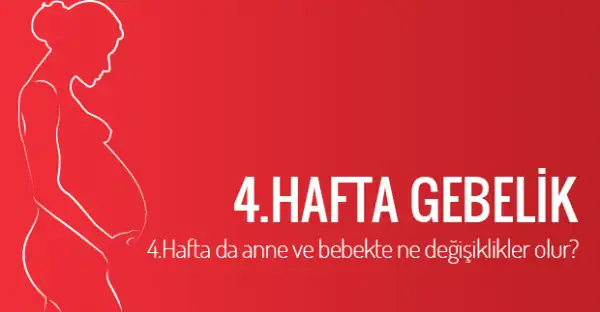 600px-4-haftalik-gebelik020620153997337394003alternatif-haber.webp