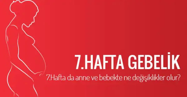600px-7-haftalik-gebelik050620153879760382414alternatif-haber.webp