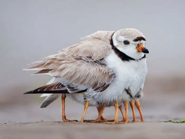 64a2b4de886f4aaca7b45e8b05687bfb.jpg.700x0_q85_autocrop_crop-smart_upscale.webp