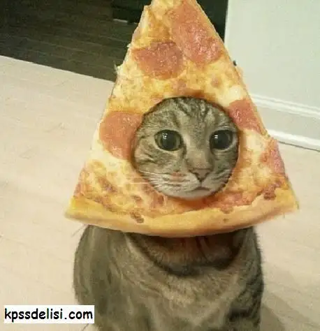 64e3f8fd4ccbe7c7a3a81e138b566071--funny-shit-funny-pics.webp