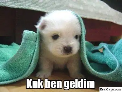 6clw3v.webp