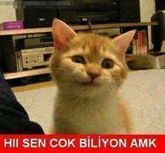 706.webp