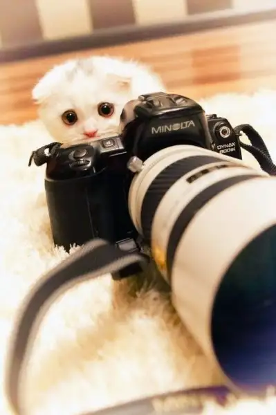 76149519e776449fa34a54673fc15174.jpg.700x0_q85_autocrop_crop-smart_upscale.webp