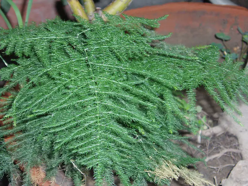 800px-AsparagusPlumosus2.webp
