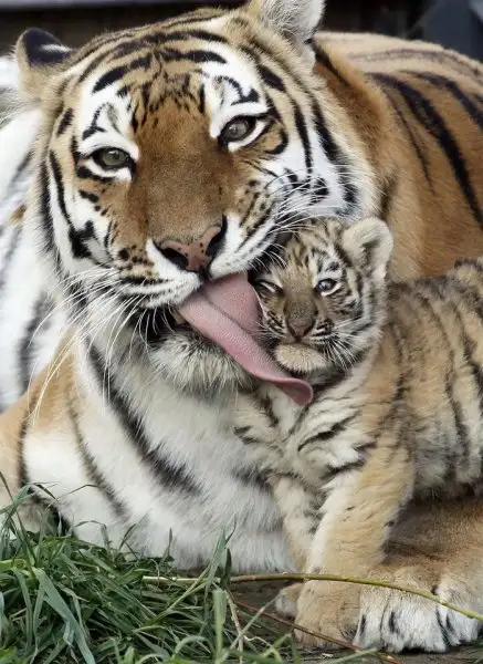 8421e690e6fd49a9baf05f4357804344.jpg.700x0_q85_autocrop_crop-smart_upscale.webp