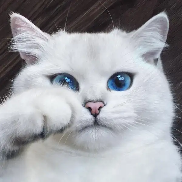 851666f26545414bb9879ee21754c3a0.jpg.700x0_q85_autocrop_crop-smart_upscale.webp