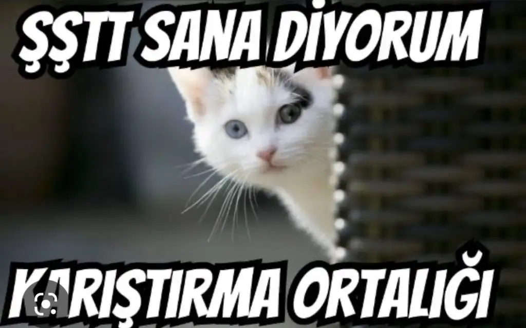 912AE1FA-0FD0-4A39-94B6-8520C98E9AA7.webp