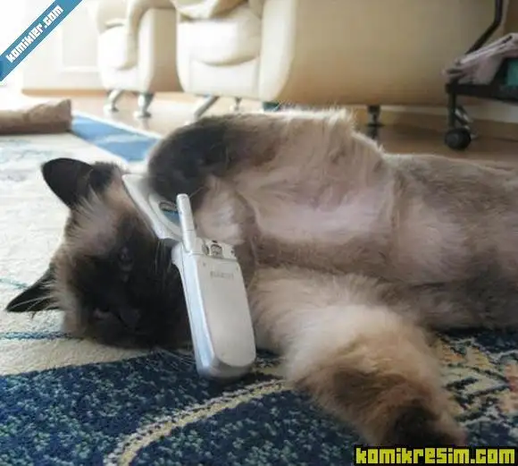 95422-cep_telefonu_kullanan_kedi_d580.webp