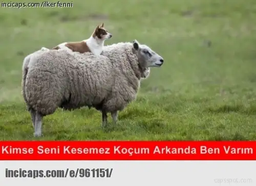 961151.webp