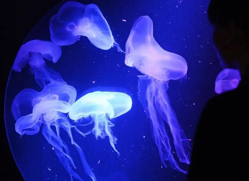 9f730b2140574c29a9576c385dadef32.jpg.1000x0_q85_autocrop_crop-smart_upscale.webp