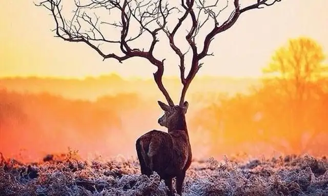 _386280.webp