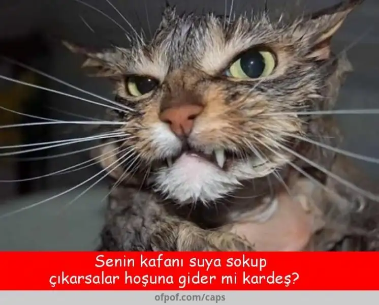 _780x627-szvz9r8kl2.webp