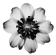 a.webp