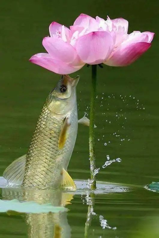 a6c439f7afcbd7019b0bc5188fbfde90.webp