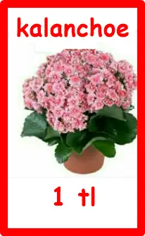 aaaaaaaaaaaaaaaaaaaaaaa8-21-10-05-01-1 - Kopya.webp