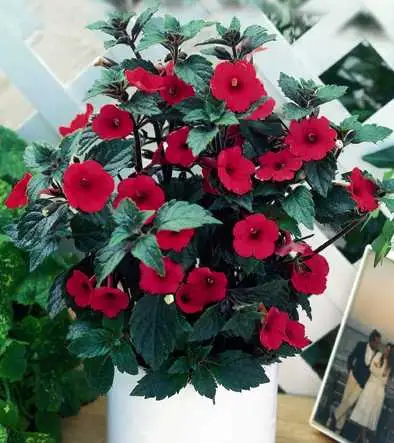 achimenes.webp